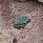 Toad