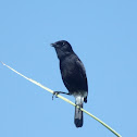 Pied Bush Chat (male)