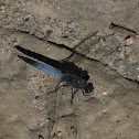 Epiprocta ?
