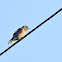 Ashy Woodswallow