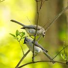 Tufted Titmouse