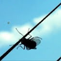 House Fly