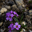 Purple Saxifrage
