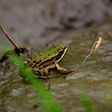 bastaardkikker (Pelophylax kl. esculentus)