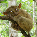Tarsier
