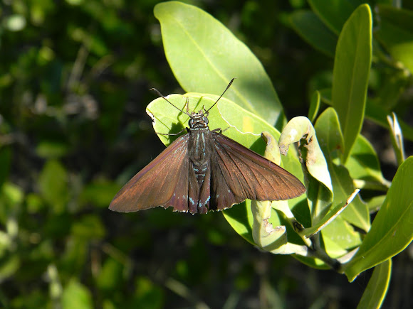 Spotting Image 1