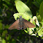 Mangrove Skipper