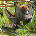 Large Flying Fox
