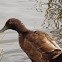 East Indies Duck hybrid