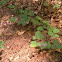 Tick Trefoil