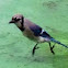 Blue Jay
