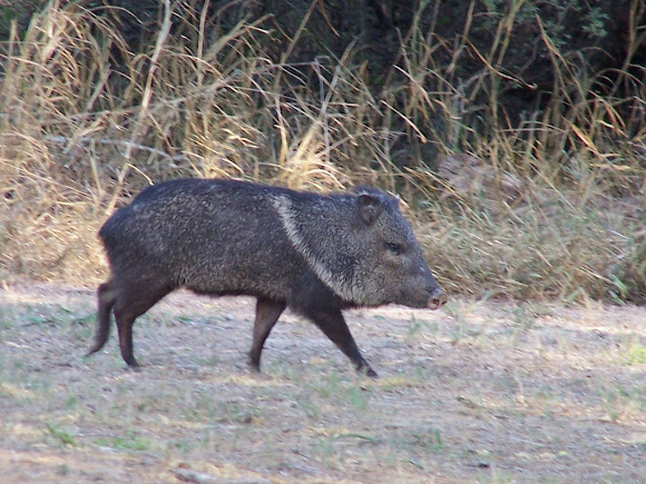 Spotting Image 1