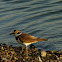 LITTLE RINGED PLOVER