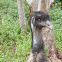 Emu