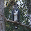 Harpy Eagle