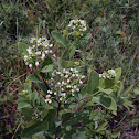 Indian Hemp, Dogbane