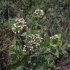 Indian Hemp, Dogbane