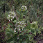 Indian Hemp, Dogbane