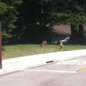 Mule Deer