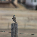 Western Meadowlark