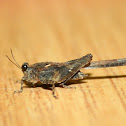 groundhopper