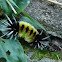 Spotted Tussock Moth Caterpillar