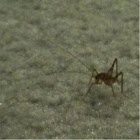 Carpet Grasshopper