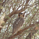 Southern White-faced Owl