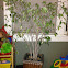 Ficus