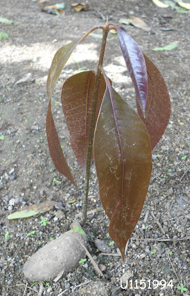 Spotting Image 1