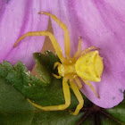 Araña cangrejo amarilla