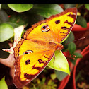 Peacock pansy