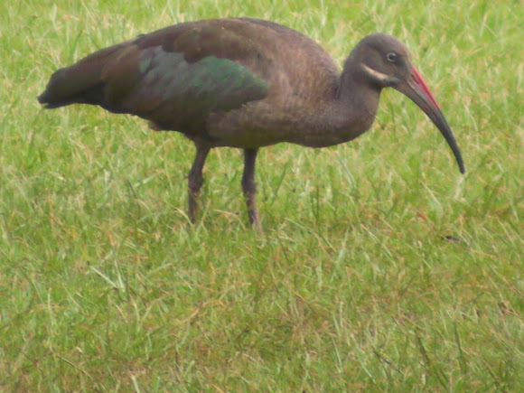 Spotting Image 1