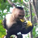 White-headed capuchin