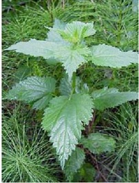 [stinging nettle[11].jpg]