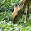 Nilgai