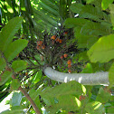 areca nut palm, betel nut palm, pinang