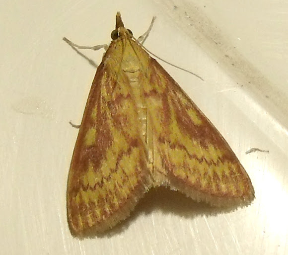 Spotting Image 1