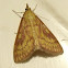 American Lotus Borer Moth
