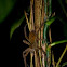 Wandering Spider