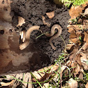 Brown Snake