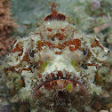 Bandtail Scorpionfish