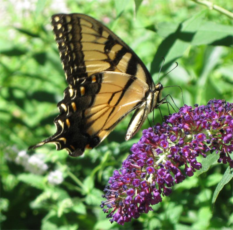Swallowtail Humming Bird Coloring Page Swallowtail Humming Bird Coloring Page