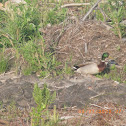Mallard