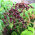 Blue Elderberry