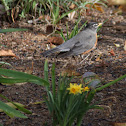 American Robin