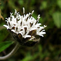 Silk Leaf
