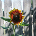Metalic Green Bee