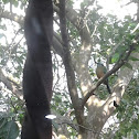 Motmot, Toh, pajaro reloj