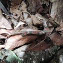 Fake Coral Snake [Skeleton With Skin]